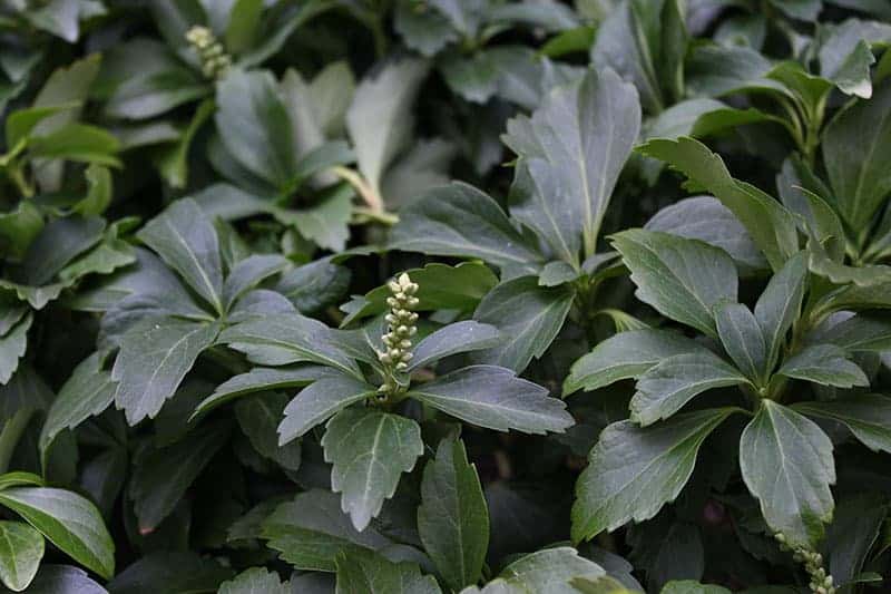 Pachysandra-Pflegetipps