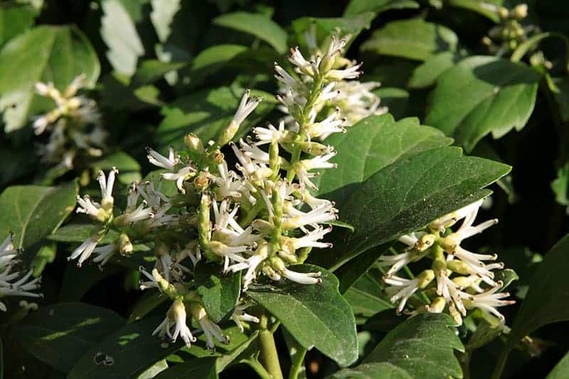 Fioritura della Pachysandra