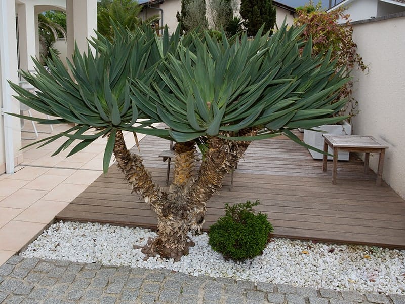 15 Amazing Desert Landscaping Ideas | Trees.com