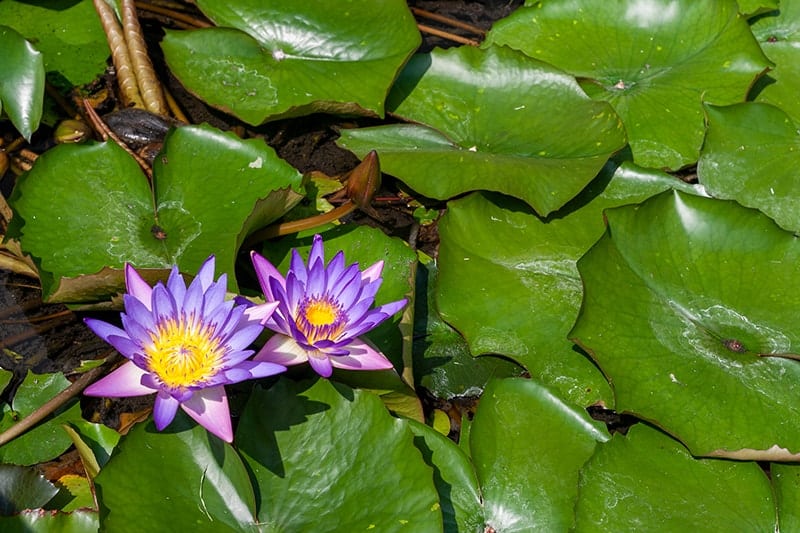 Water Lily Buying Growing Guide Trees Com