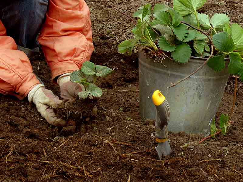 How to Grow Hydroponic Strawberries