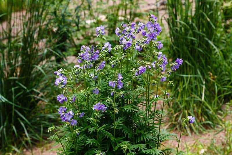 Jacob's Ladder Plant (Polemonium Caeruleum) Care Guide ...