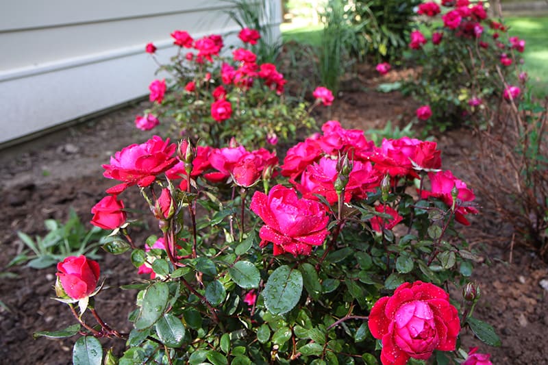 Double Knockout Rose Varieties, Care & Planting Information