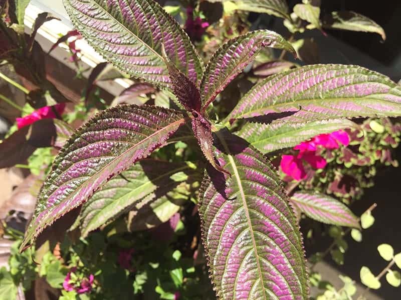 Purpurowa roślina w świetle słonecznym