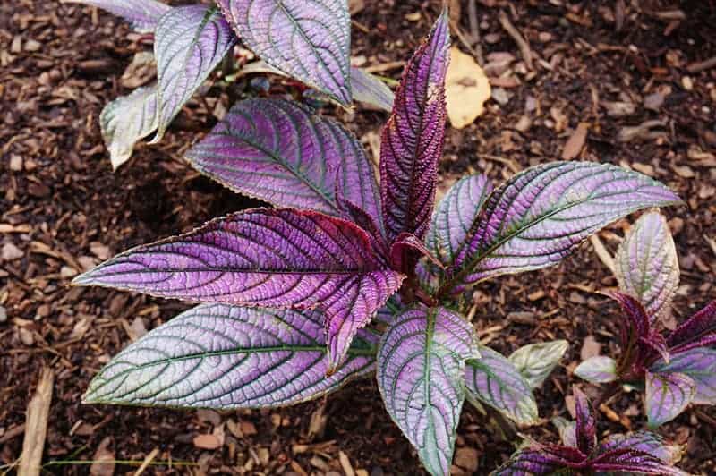 Purple foliage of Persian Shield plant