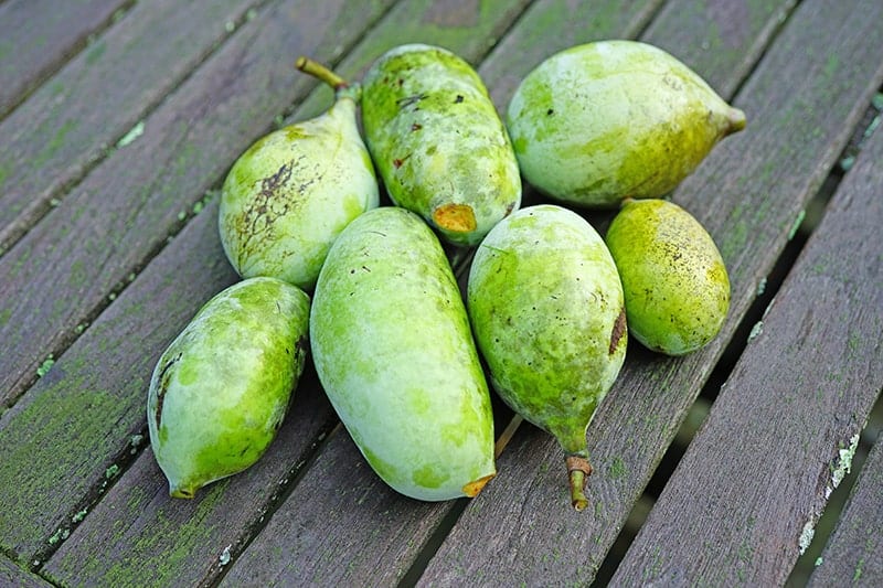 Paw Paw Trees Buying & Growing Guide | Trees.com