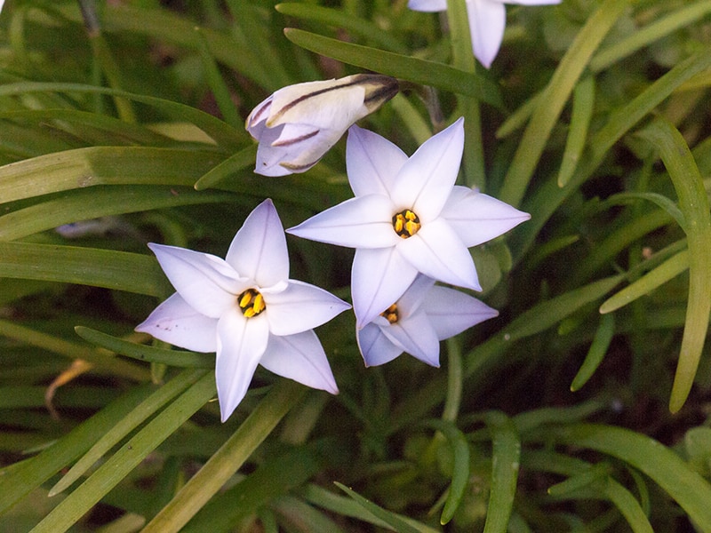 10 Spring Flowers That Are Easy to Grow | Trees.com