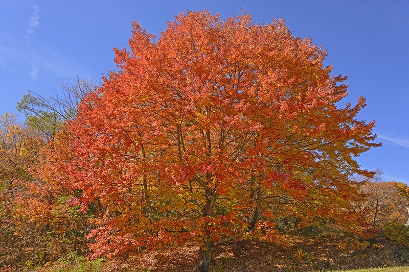 spanish maple tree