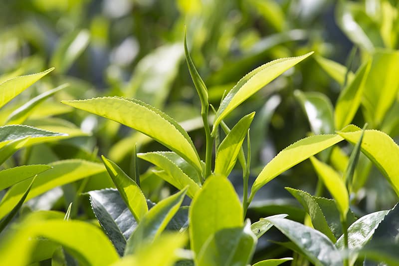 Cold Hardy Tea Plant - Our Best Tips | Trees.com