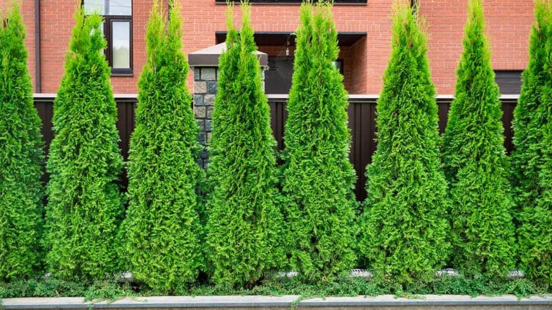 27 Types Of Shrubs With Pictures Care Guide Trees Com