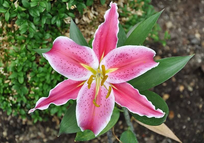 Stargazer Lily Buying Growing Guide Trees Com