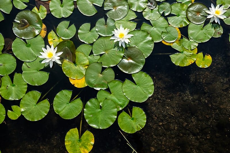  Bovenaanzicht van waterlelies met witte bloemen in een vijver in Japan