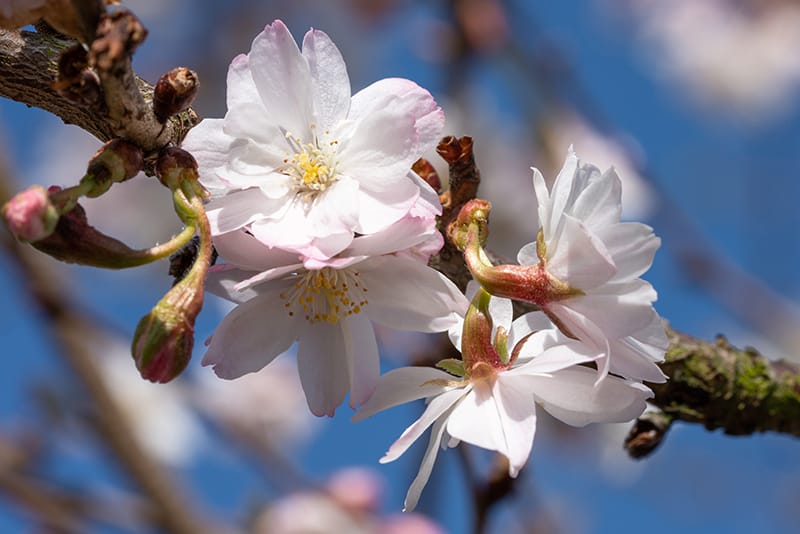 Weeping Cherry Trees Buying Growing Guide Trees Com