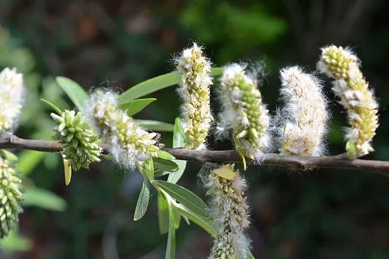 9 Different Types Of Willow Trees Pictures And Facts