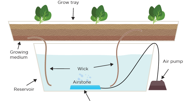 Hydroponic Wick Systems: The Training Wheels Of The Hydroponic