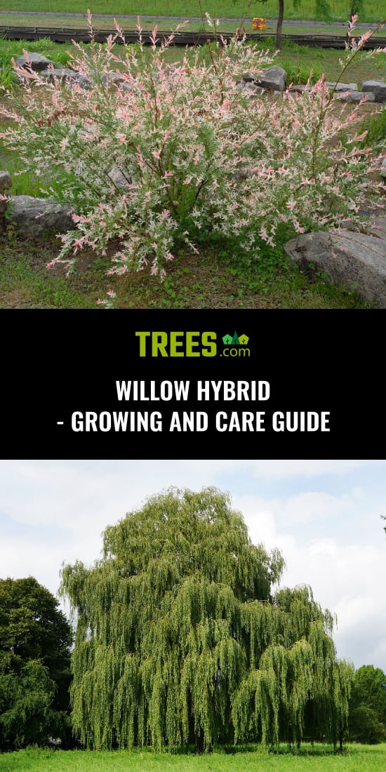 Willow Hybrid Growing And Care Guide