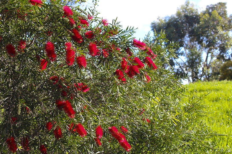 Bottlebrush Buying & Growing Guide | Trees.com