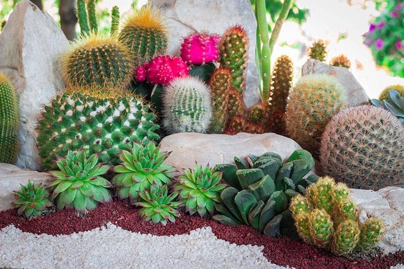 Planting A Simple Cacti Garden - A Beautiful Mess
