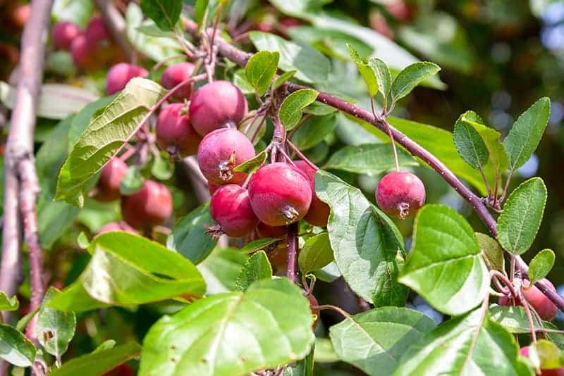 Gondozása Crabapples