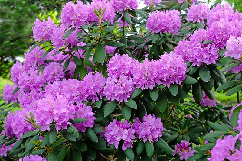 8 Dwarf Shrubs For Small Gardens Spaces Trees Com