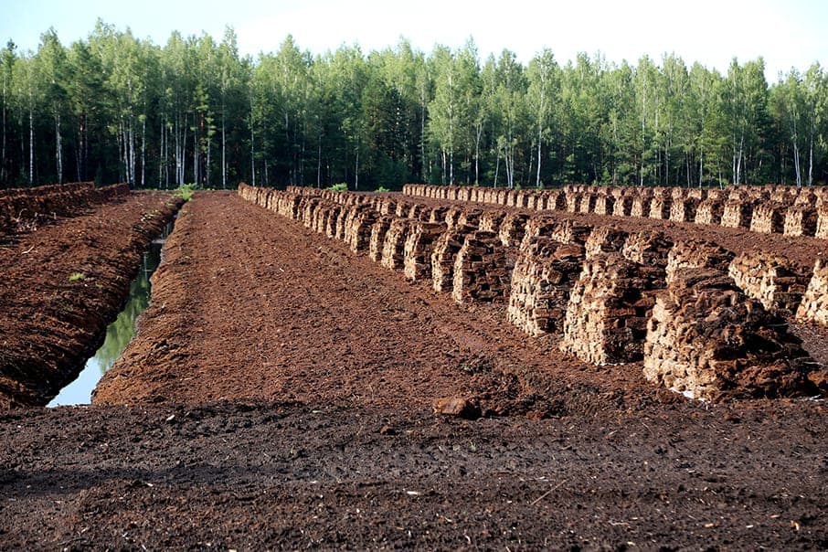 What is Peat Moss? What is it used for?