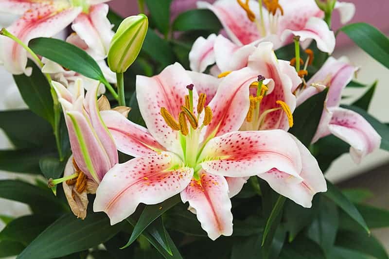 https://www.trees.com/wp-content/uploads/files/inline-images/most-beautiful-flowers/Stargazer-Lily.jpg