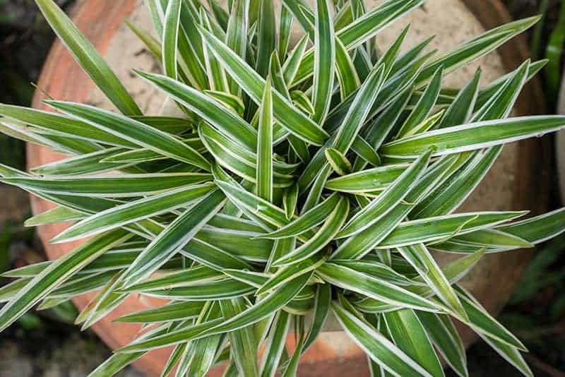 Spider Plants Buying Growing Guide Trees Com