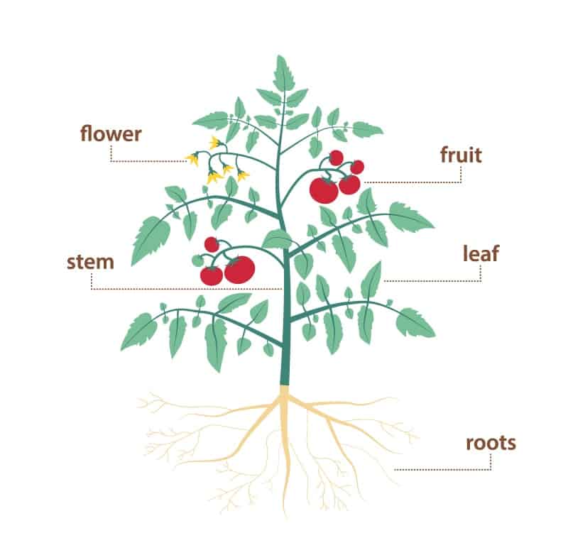 Parts of a Plant and Their Functions (With Diagram) | Trees.com