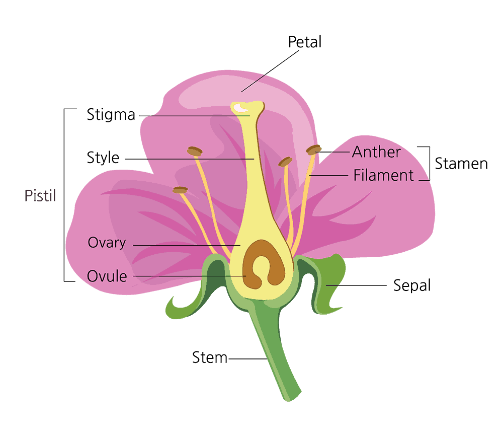 In Flowers The Parts That Produce Male And Female Gametes Germ Cells Are