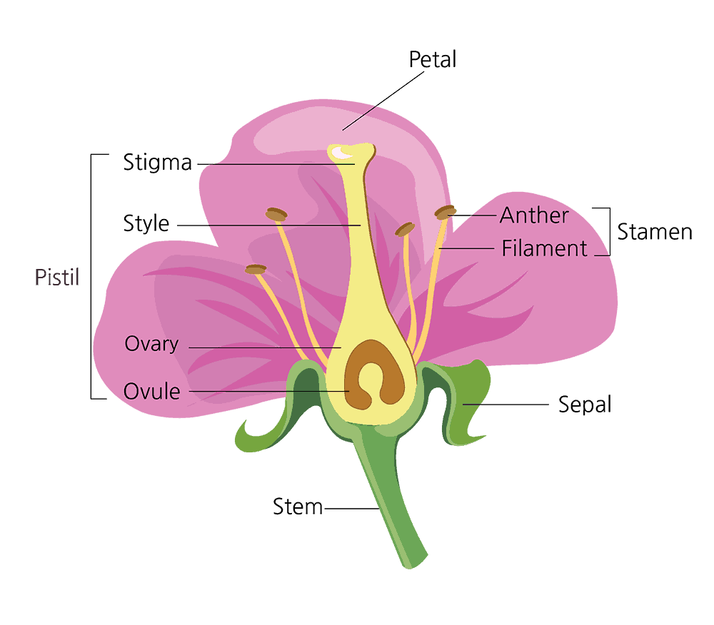 Parts Of A Flower And Their Functions With Diagram Trees