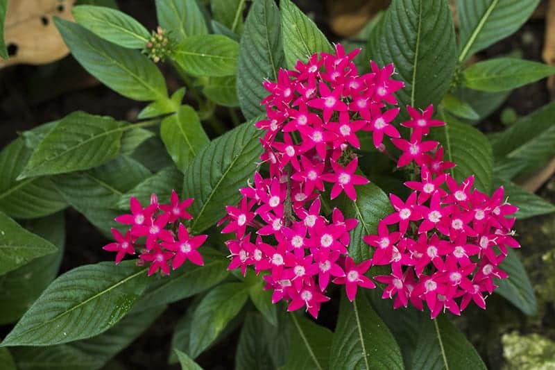 Pentas Plant - Our Best Tips For Caring For Pentas lanceolata | Trees.com