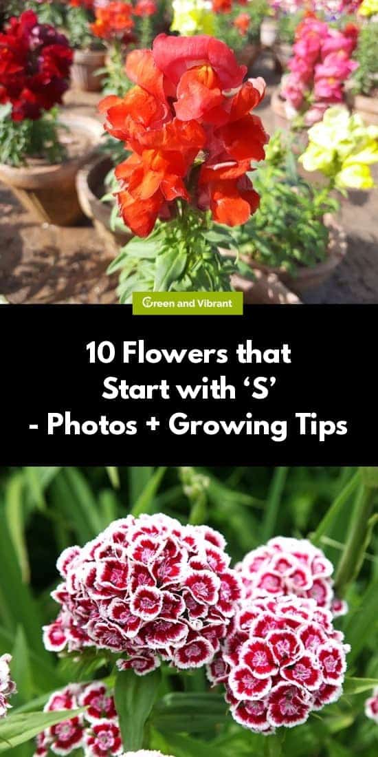 10 Flowers That Start With S Photos Growing Tips Trees Com