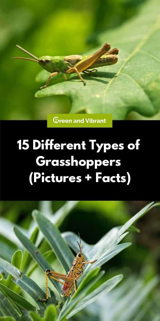 15 Different Types Of Grasshoppers Pictures Facts