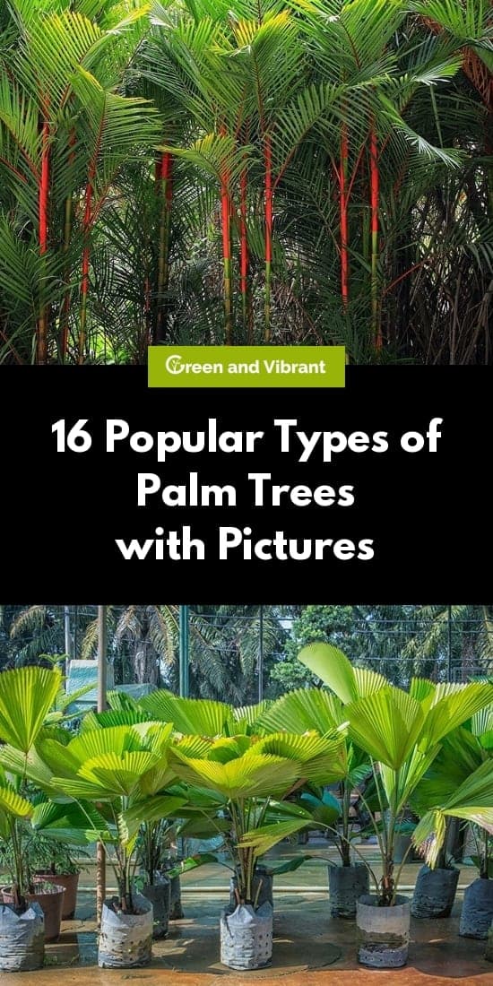 Palm Trees Buying & Growing Guide