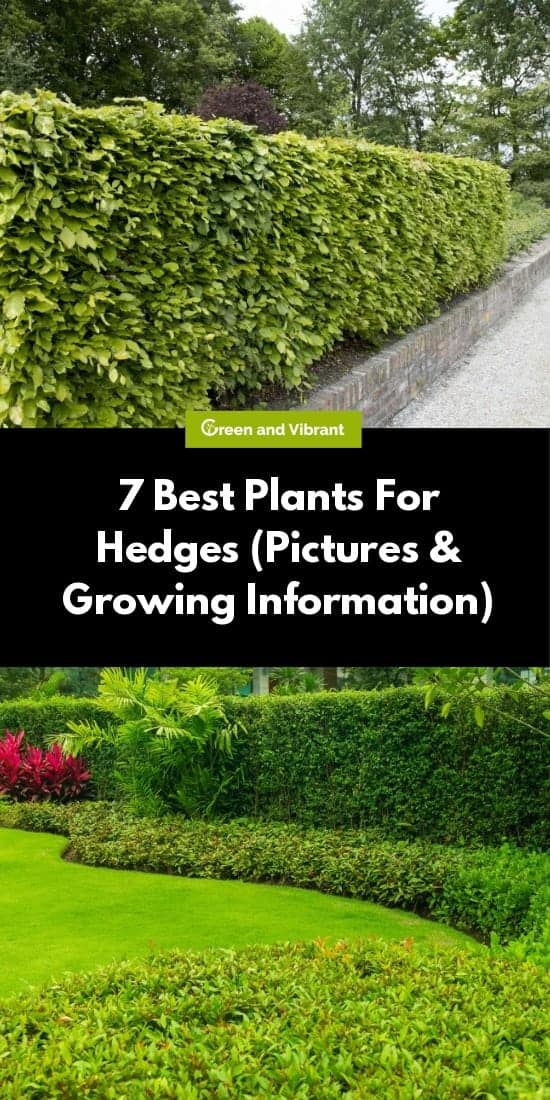 7 Best Plants For Hedges (Pictures & Growing Information) | Trees.com