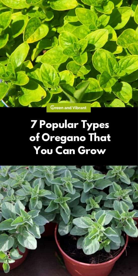 7 Popular Types Of Oregano That You Can Grow Trees Com