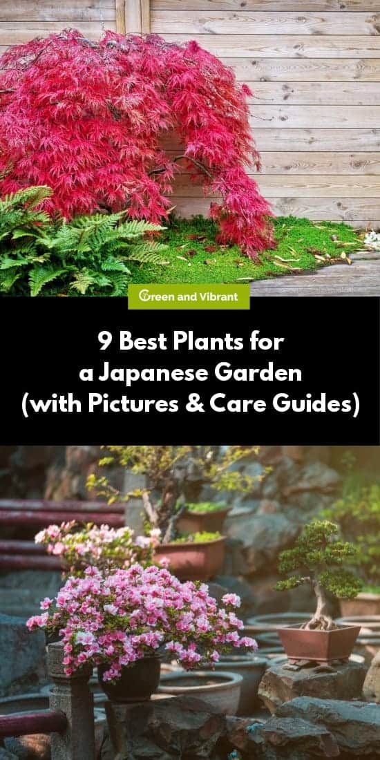 9 Best Plants for a Japanese Garden (with Pictures & Care Guides