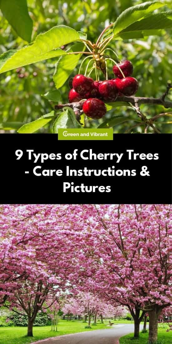 Cherry Trees Buying And Growing Guide