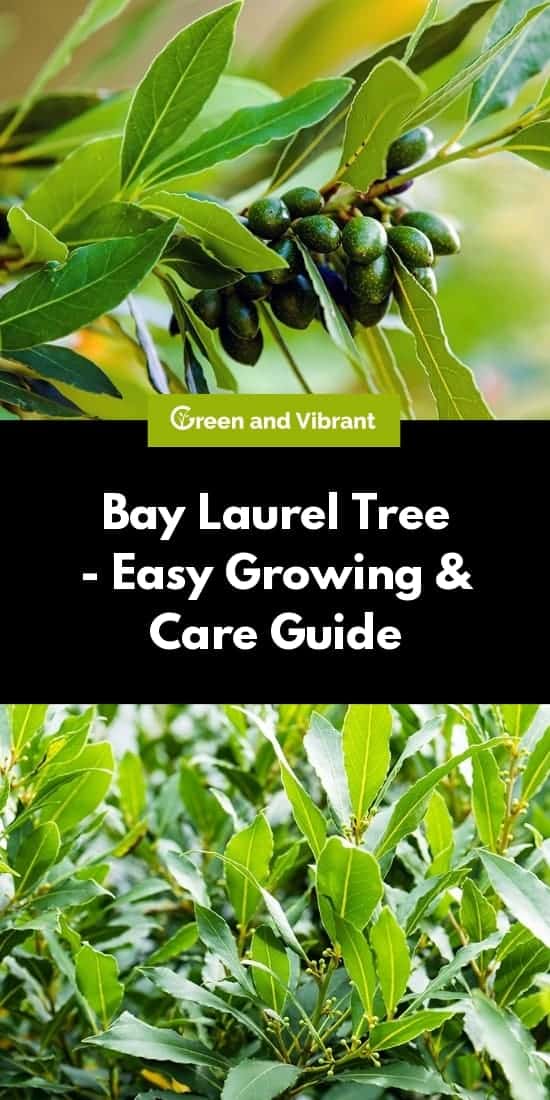 Bay Laurel Trees Buying And Growing Guide