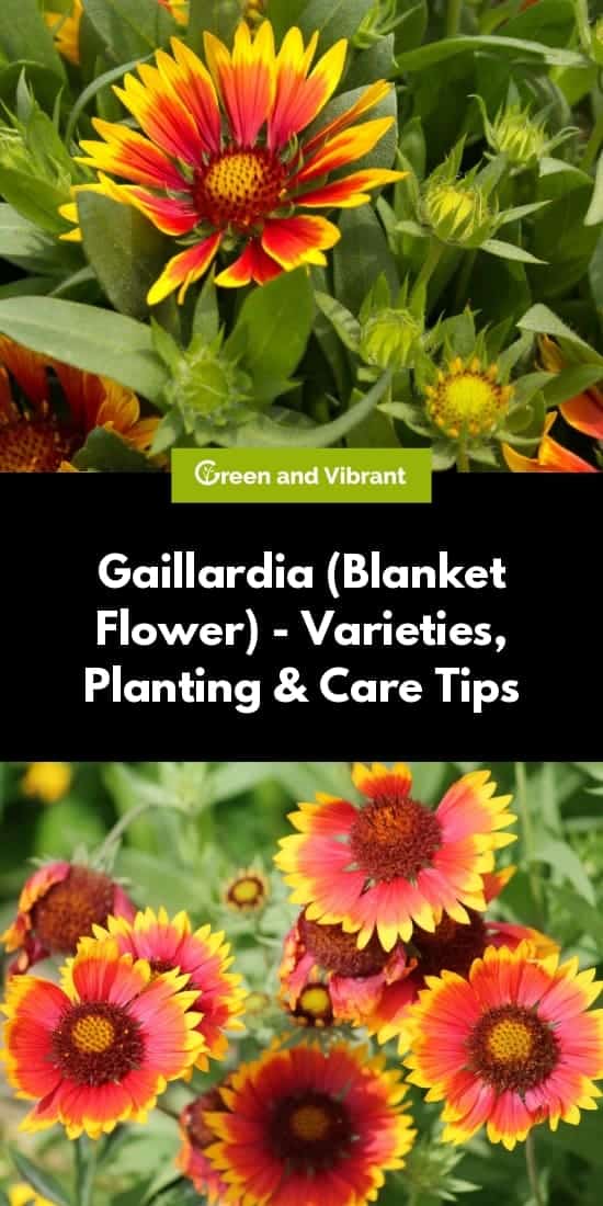 Is Blanket Flower Poisonous