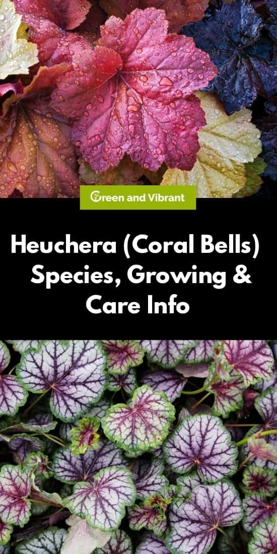 Heuchera Buying & Growing Guide | Trees.com