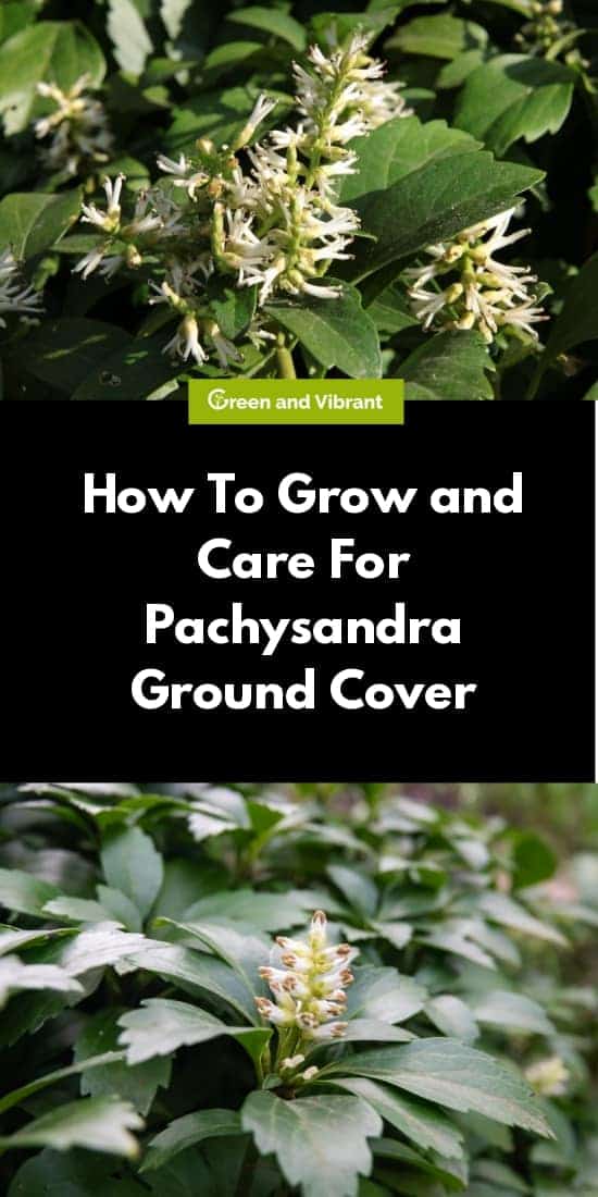 How To Grow and Care For Pachysandra Ground Cover