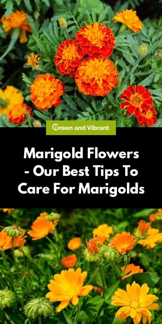 How Long Do Marigolds Take To Flower - Growing marigolds with kids