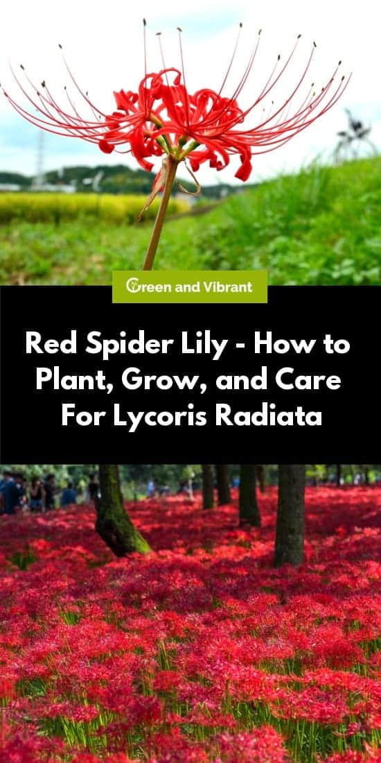 Red Spider Lily Buying Growing Guide Trees Com