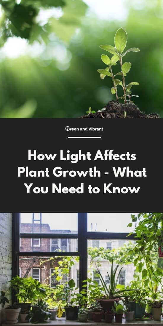 research paper on the effect of sunlight on plant growth