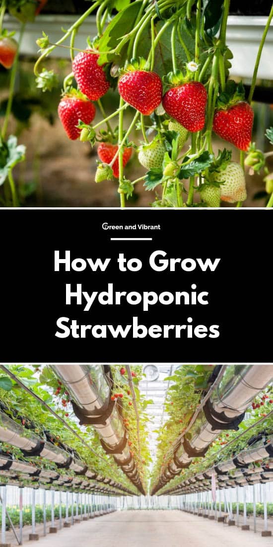 How to Grow Hydroponic Strawberries | Trees.com