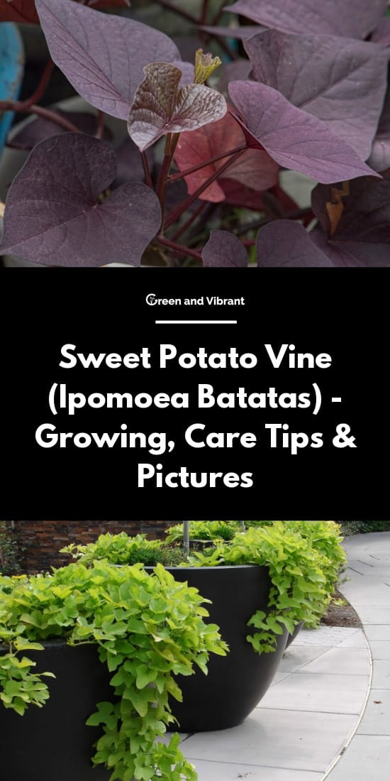 Sweet Potato Vine Ipomoea Batatas Growing Care Tips Pictures Trees Com