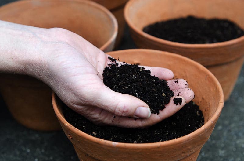 5 Best Potting Soil For Plants Reviews Buying Guide Trees Com