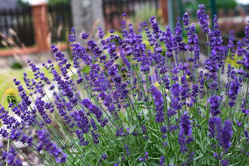 28 Purple Flowers for Gardens - Perennials & Annuals With Purple Blossoms