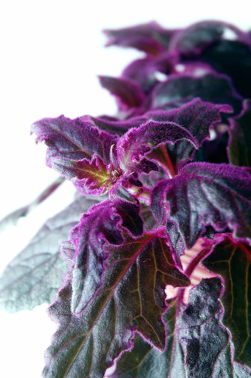 Purple Velvet Plant Buying Growing Guide Trees Com